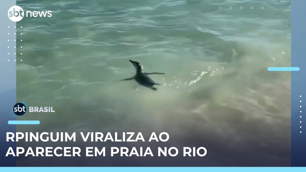 Pinguim encanta banhistas na Praia do Arpoador (RJ)  | #SBTBrasil