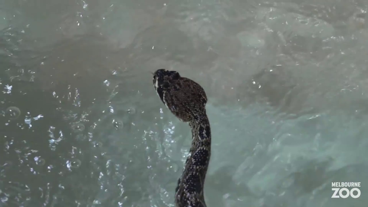Reptile Swim Gym at Melbourne Zoo