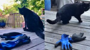 Gata “ladra” vira atração ao criar brechó com objetos furtados da vizinhança