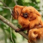Brasil abriga a primeira "Área de Patrimônio da Vida Selvagem" terrestre do mundo