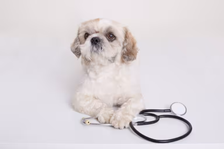 Diabete em pets precisa da atenção constante dos tutores