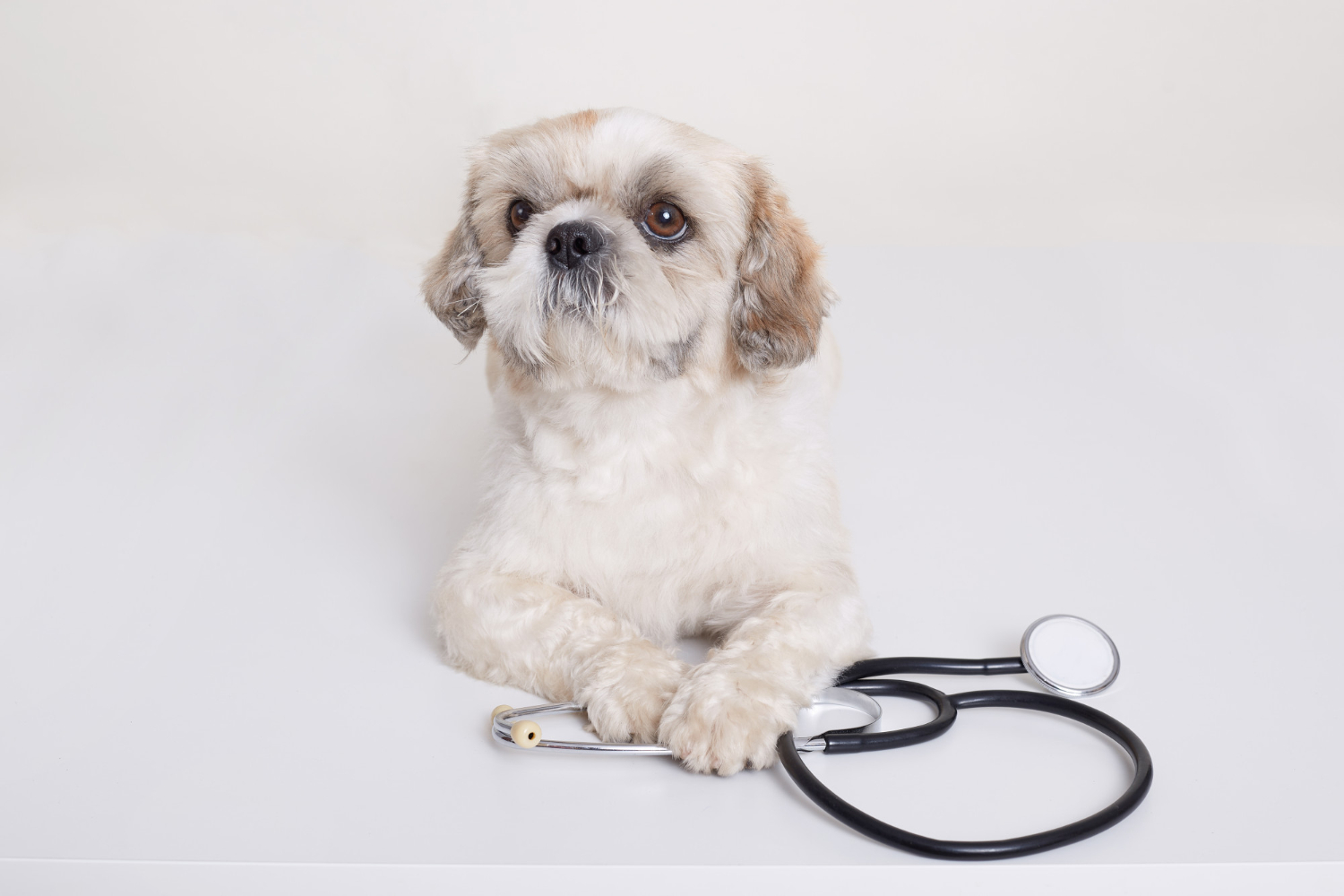 Diabete em pets precisa da atenção constante dos tutores
