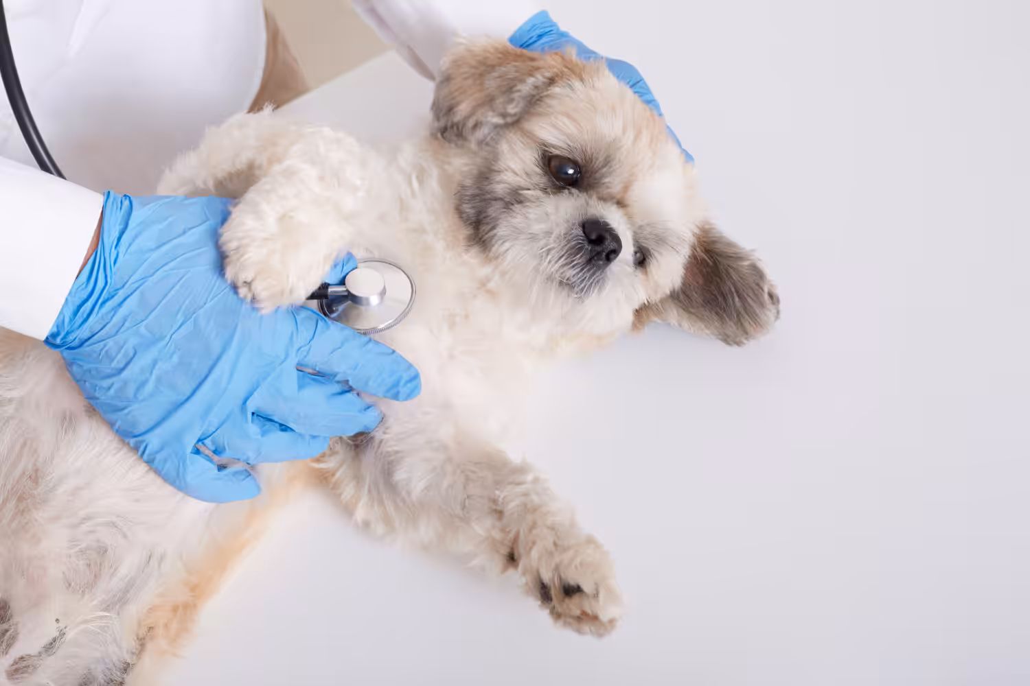 Eutanásia requer compreensão da dor do animal e aceitação da experiência do luto