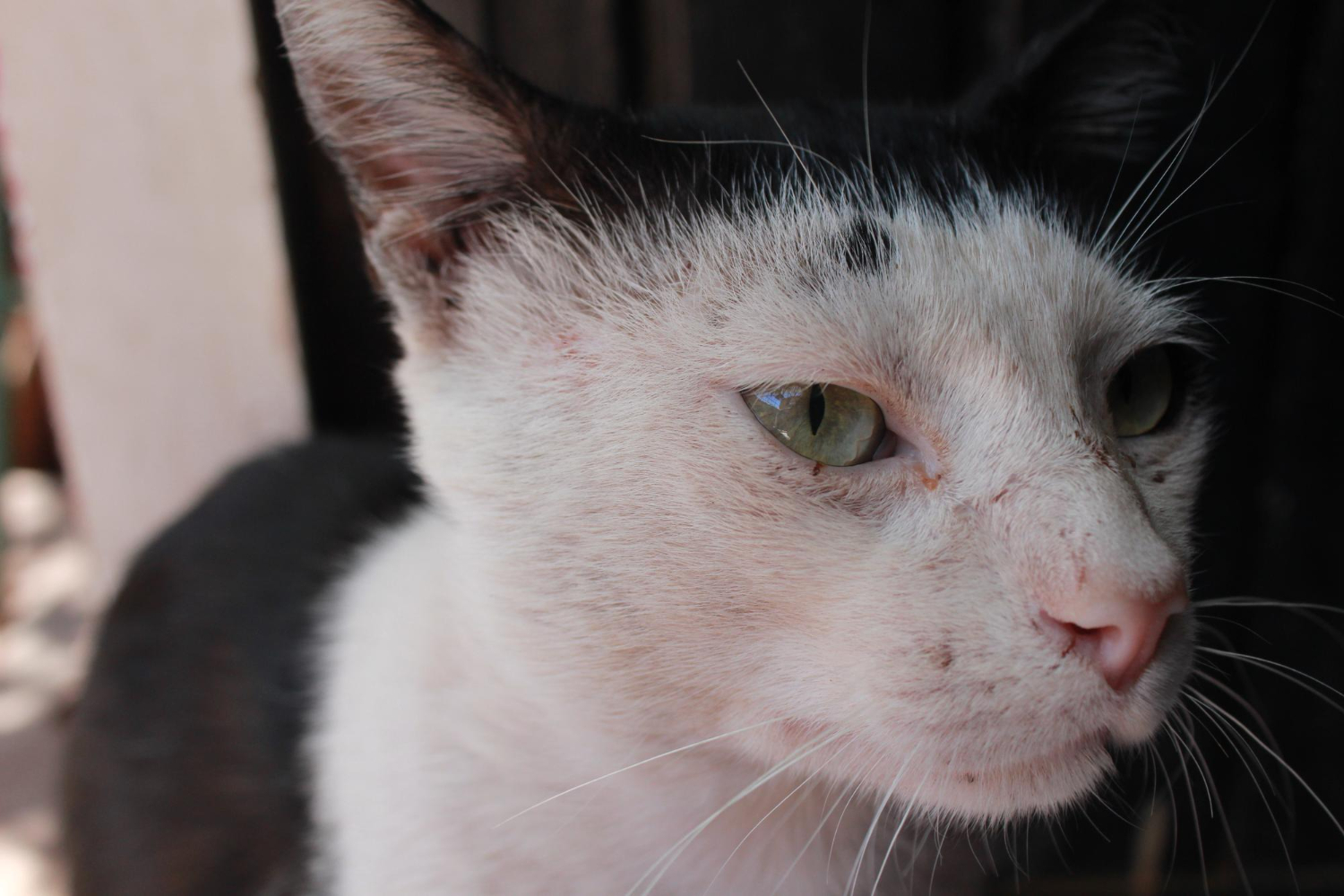 Entender o vitiligo em gatos é essencial para a saúde dos felinos