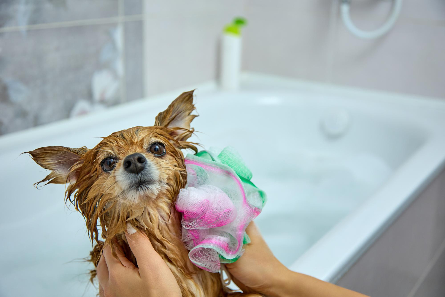 Banho em cães com shampoo de uso humano? Entenda os riscos