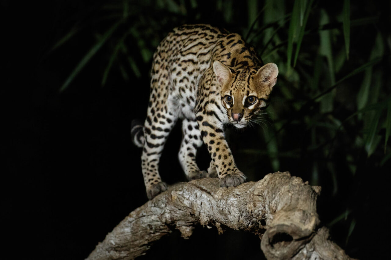 jaguatirica.jpg