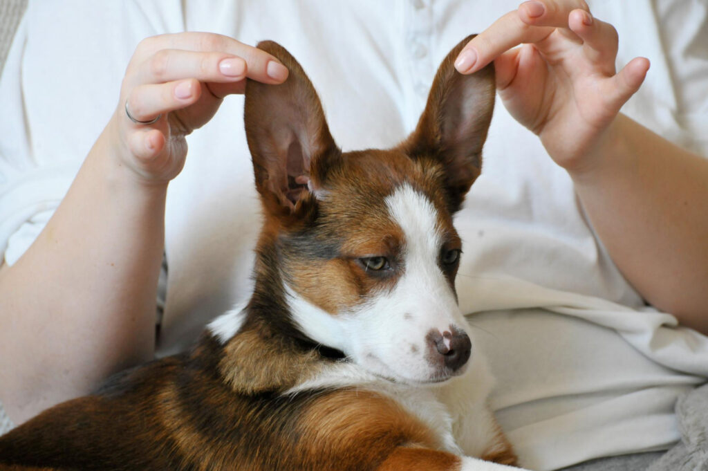 Você limpa as orelhas do seu cão? Conheça algumas dicas