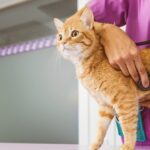 Horários e espaços exclusivos para gatos reduzem o estresse em clínicas veterinárias