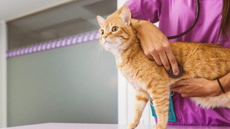 Horários e espaços exclusivos para gatos reduzem o estresse em clínicas veterinárias