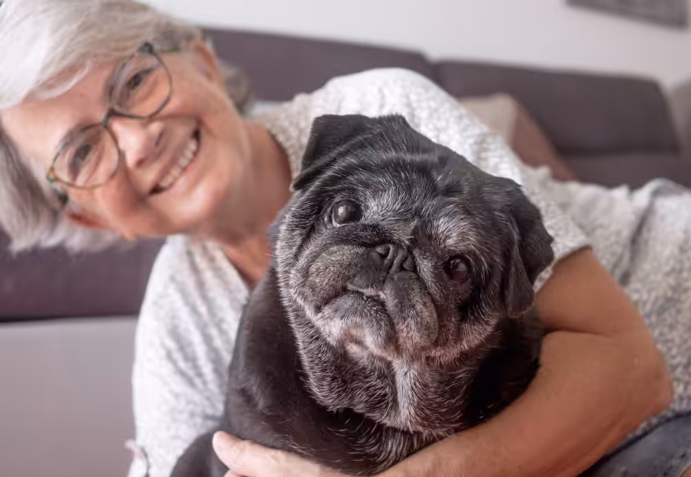 Alerta de baixas temperaturas: Como minimizar as dores articulares dos pets idosos no frio?