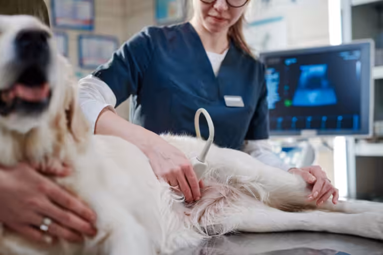 Casos de urolitíase em cães crescem nos últimos meses