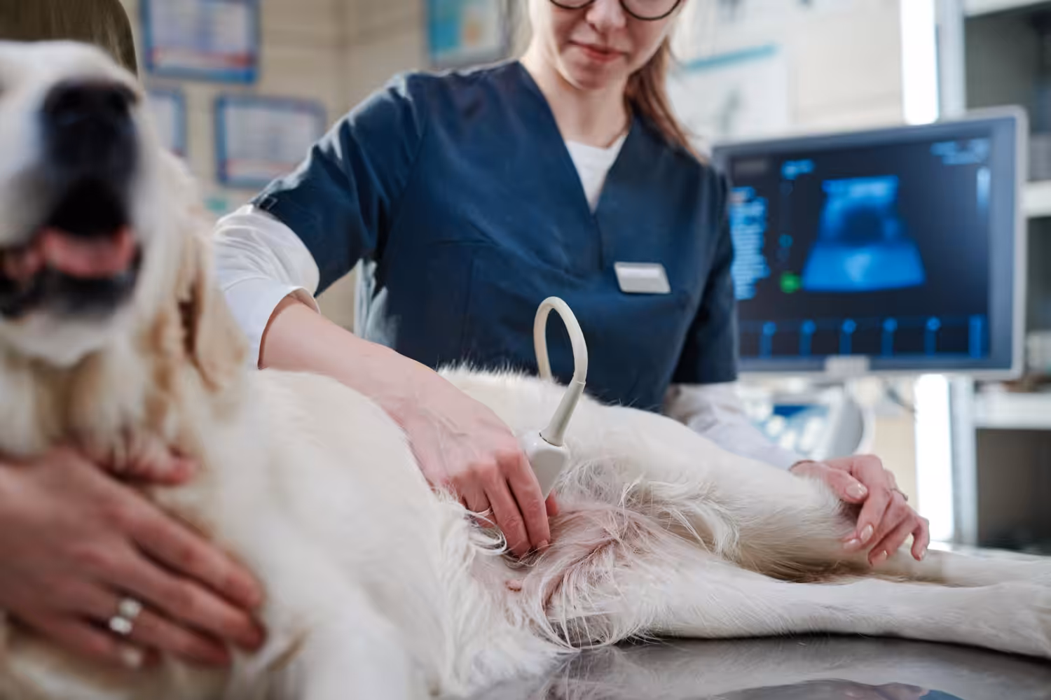 Casos de urolitíase em cães crescem nos últimos meses