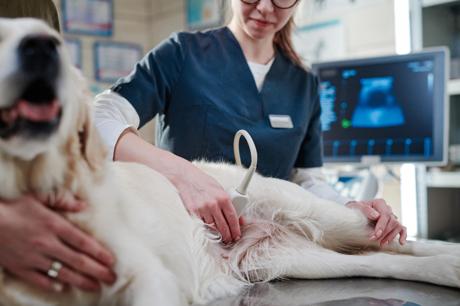 Casos de urolitíase em cães crescem nos últimos meses