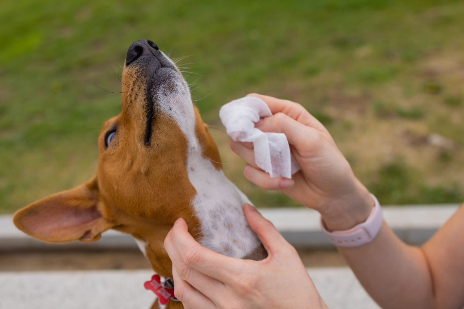 Sarna de cães pega em humanos?
