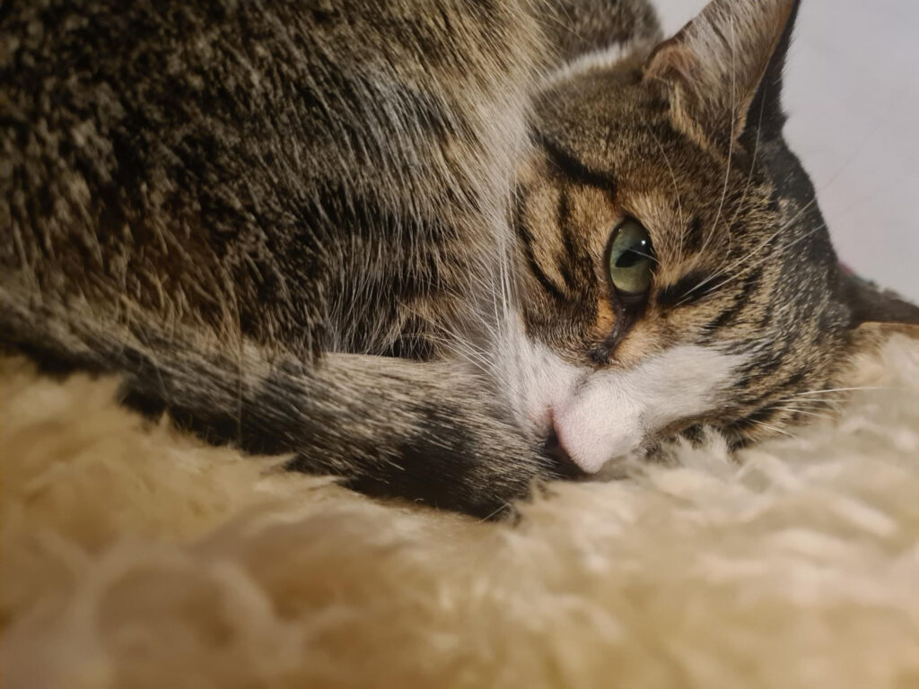 Estudo revela que gatos também sofrem pelo luto com a perda de outro animal de companhia