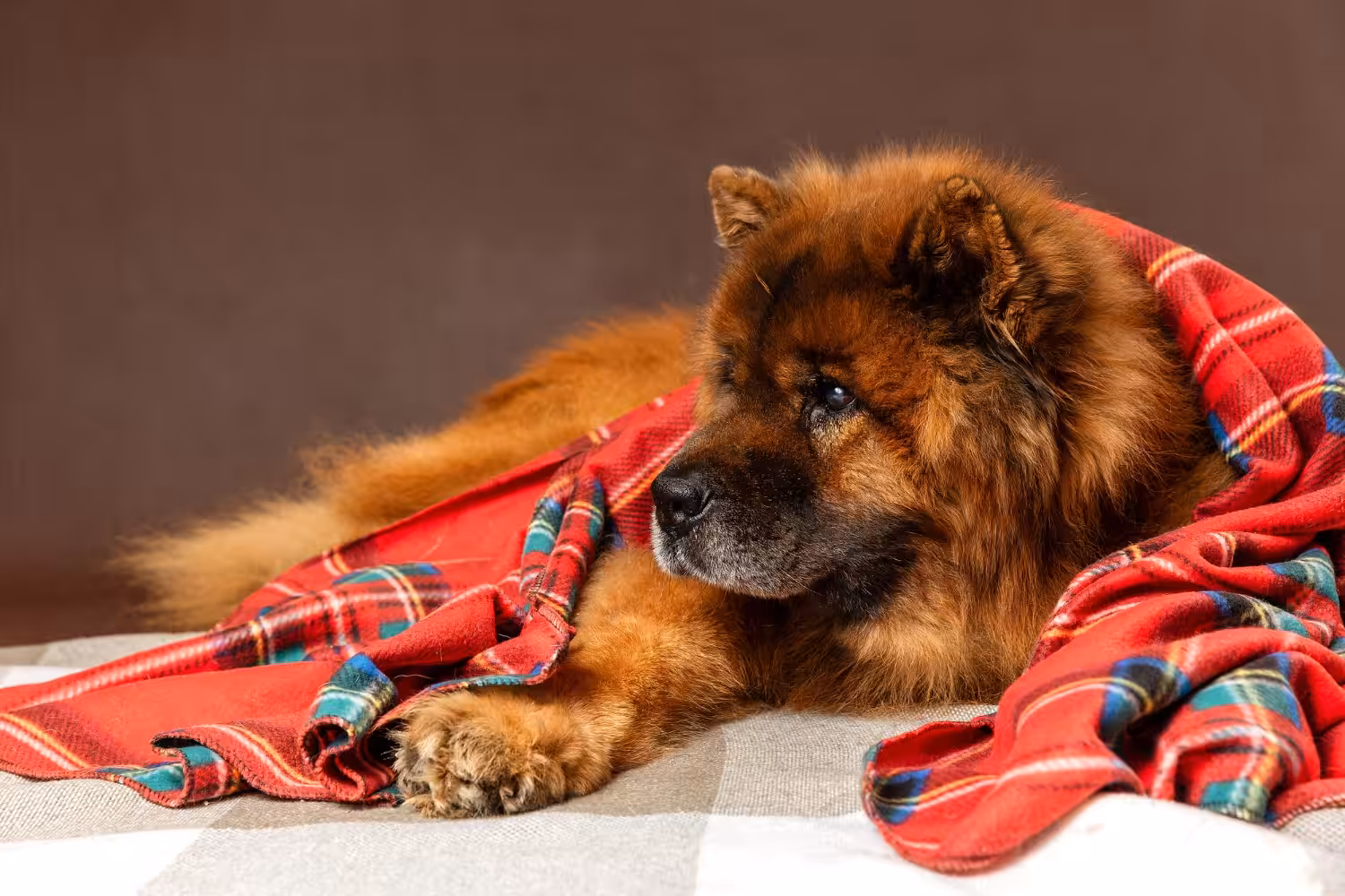 Seu cão dorme em cima da sua roupa? Entenda melhor este comportamento