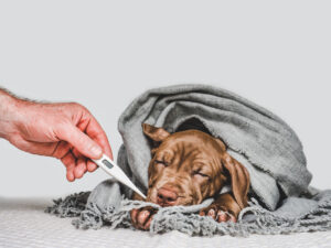 Viroses caninas no verão são preocupantes e precisam de atenção