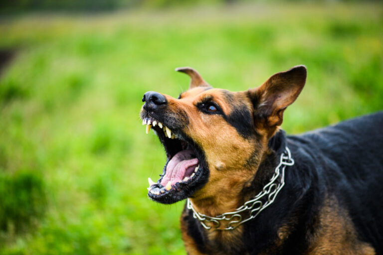 Segundo pesquisa, agressividade em cães pode estar relacionada a microbiota intestinal