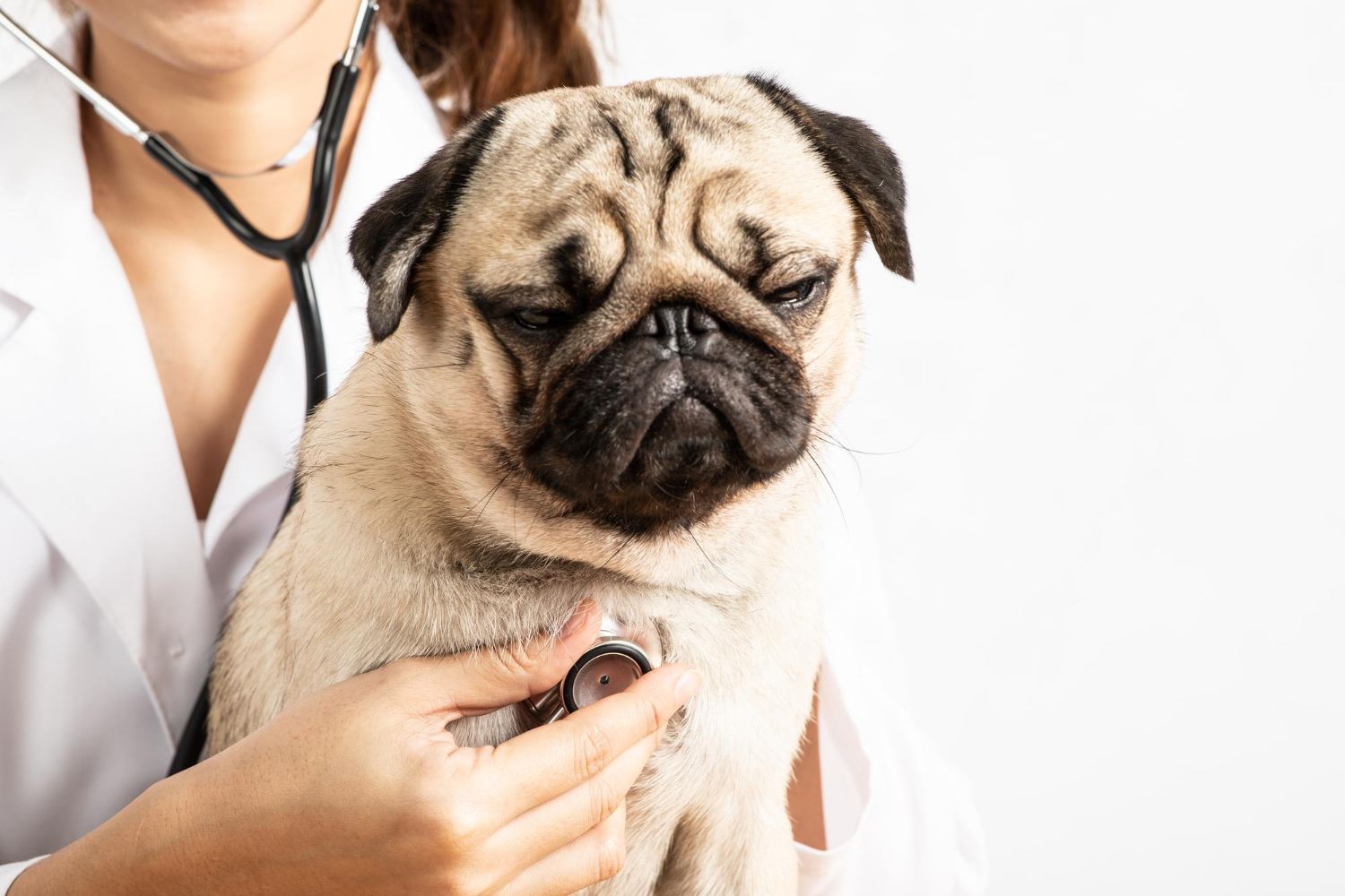 veterinário pug