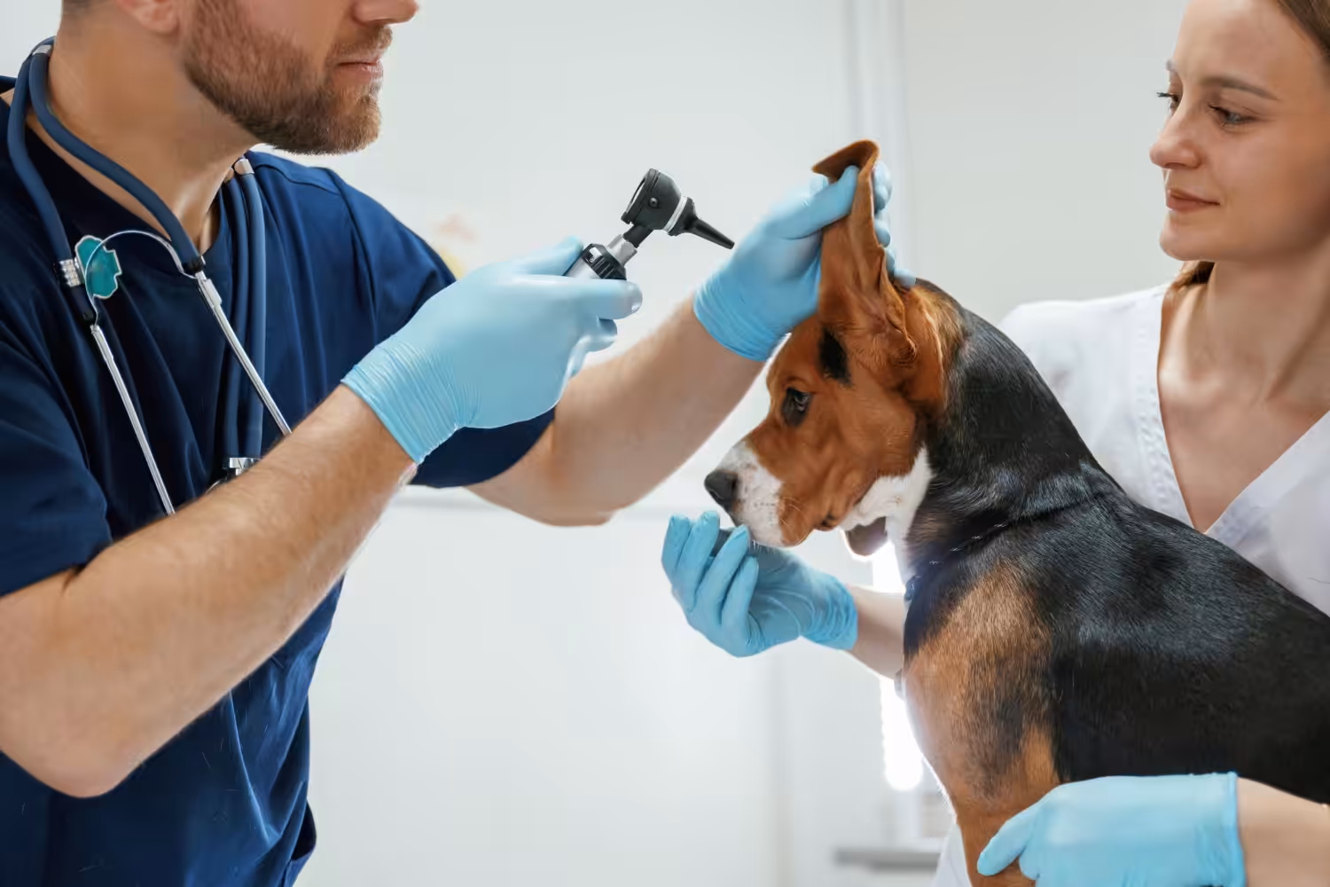 Cuidados com o ouvido dos cães é essencial para evitar dores e infecções