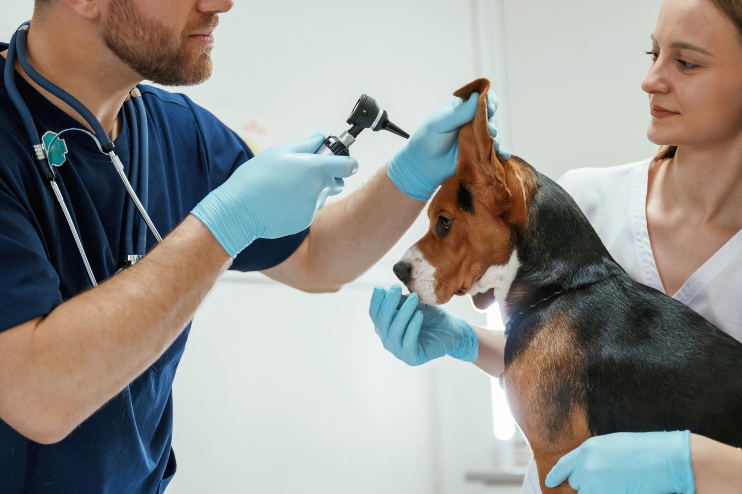 Cuidados com o ouvido dos cães é essencial para evitar dores e infecções