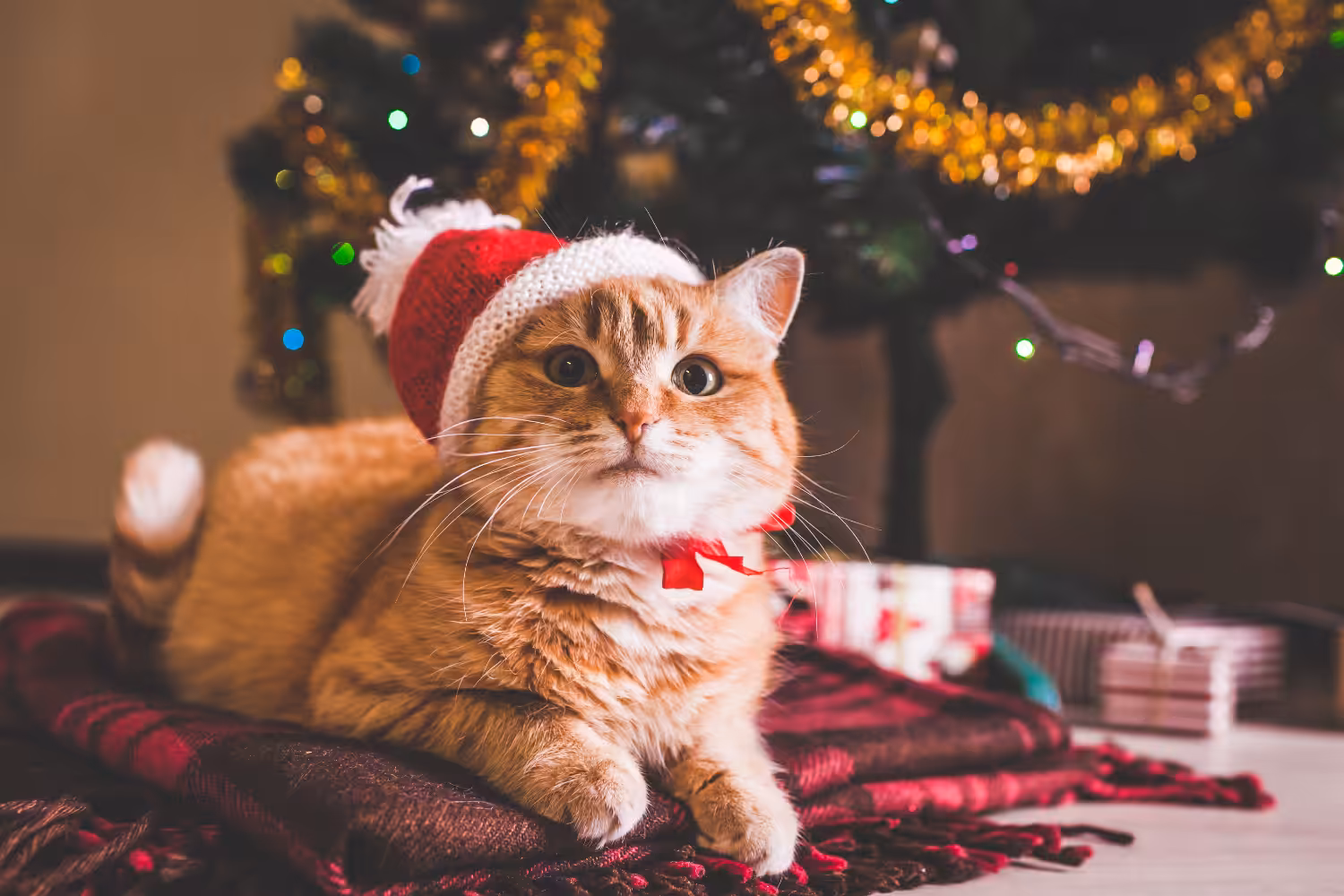Cuidados essenciais para os pets nos festejos de fim de ano