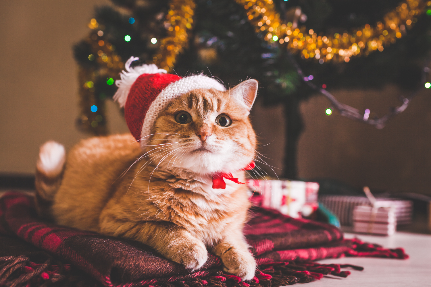 Cuidados essenciais para os pets nos festejos de fim de ano