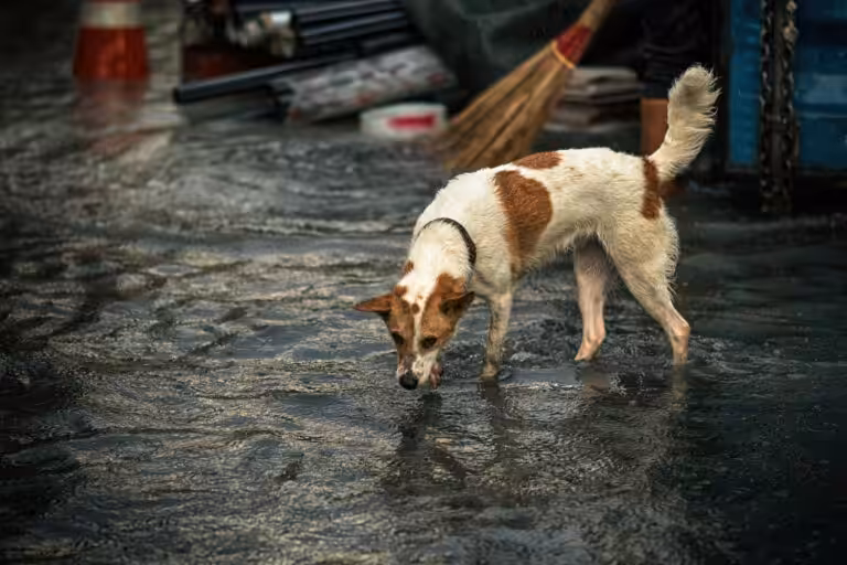 cão-alagamento.jpg