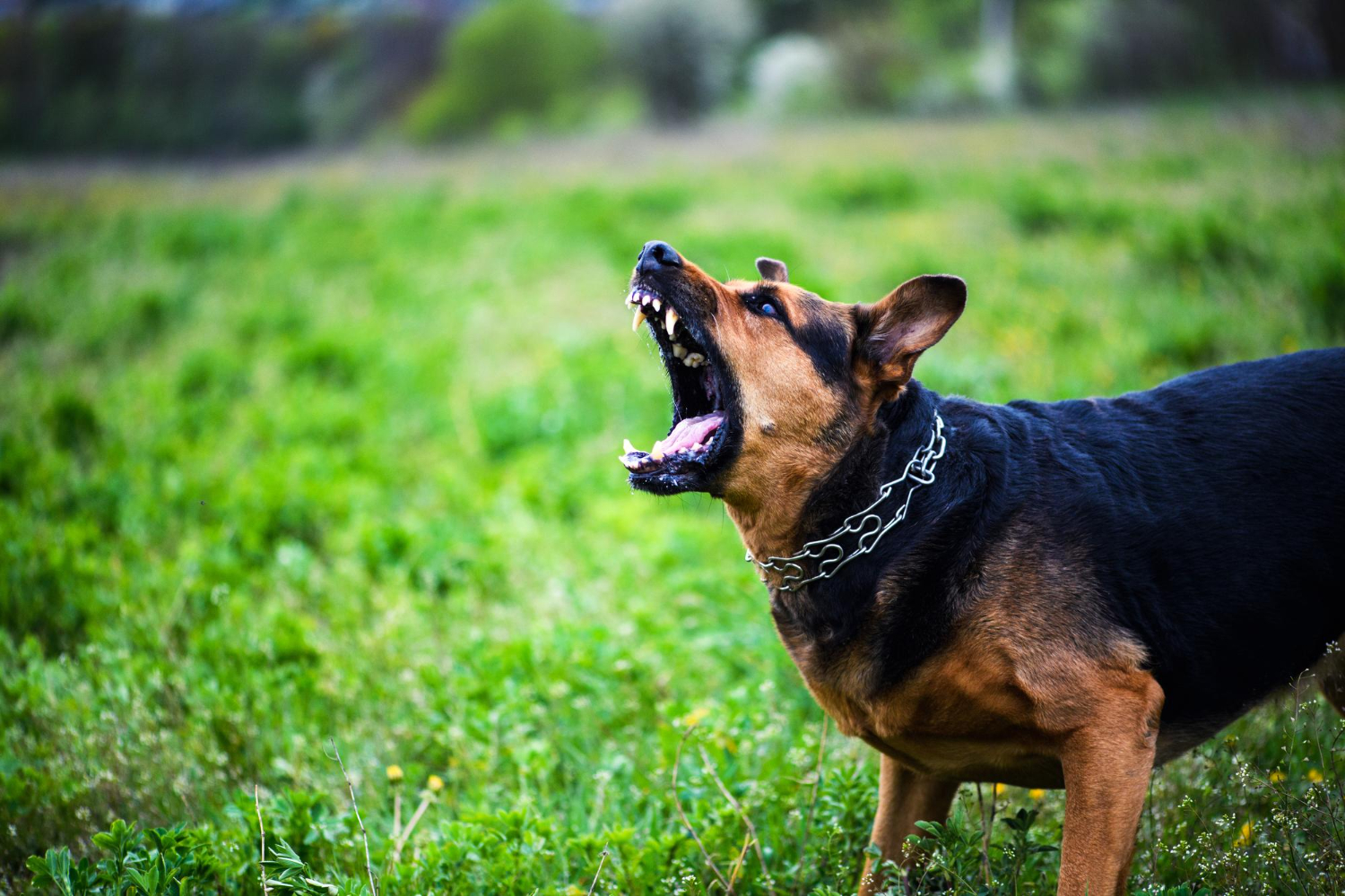 Saber como prevenir a raiva animal é a melhor forma de combate à doença