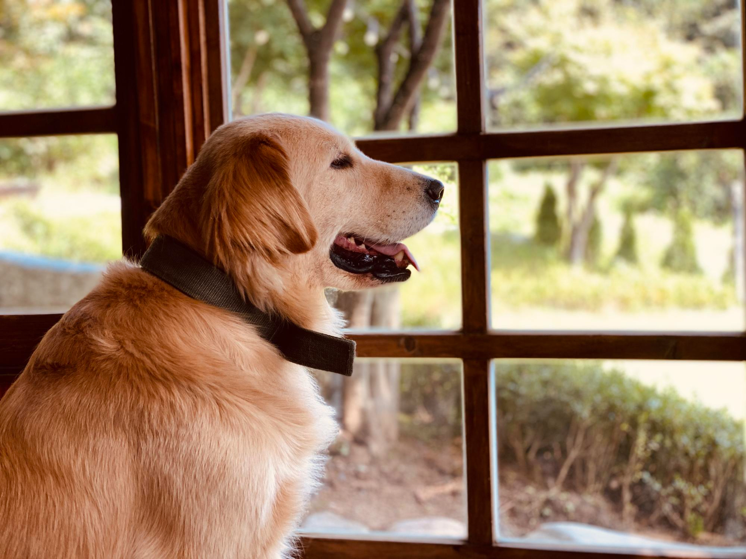 cães em casa