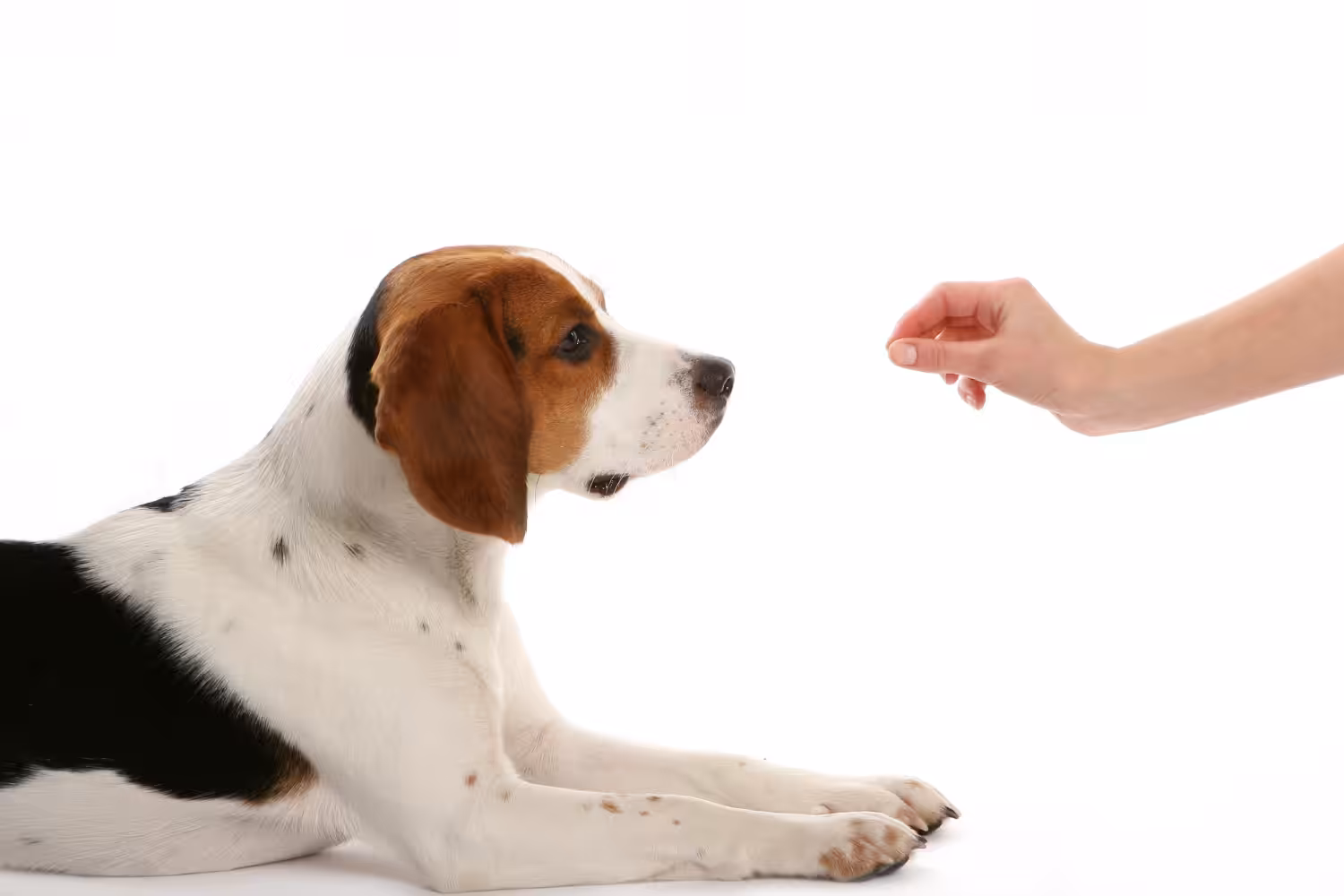 Veterinária destaca a importância da vermifugação para a saúde dos pets