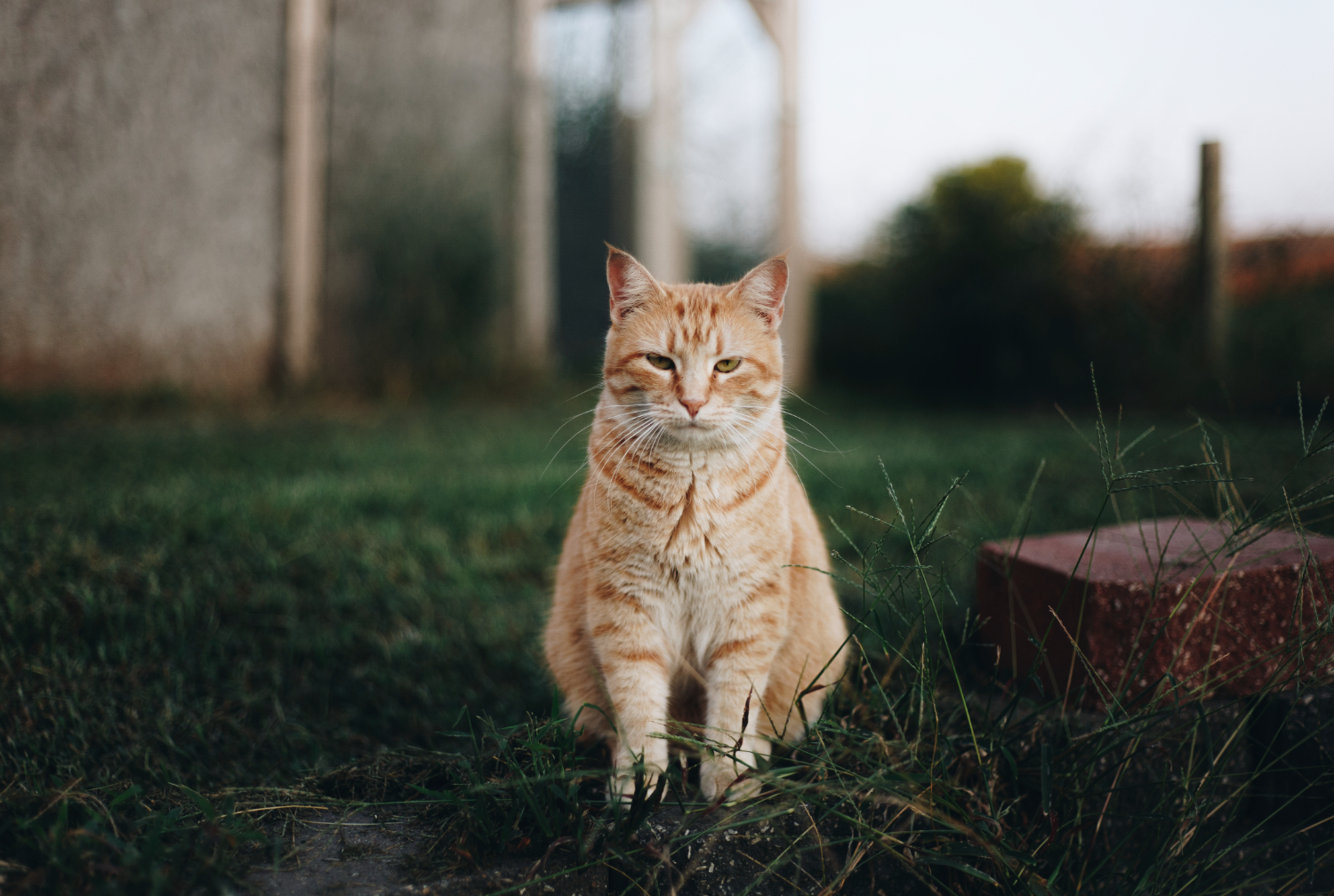 Cientistas avaliam traços de psicopatia em gatos