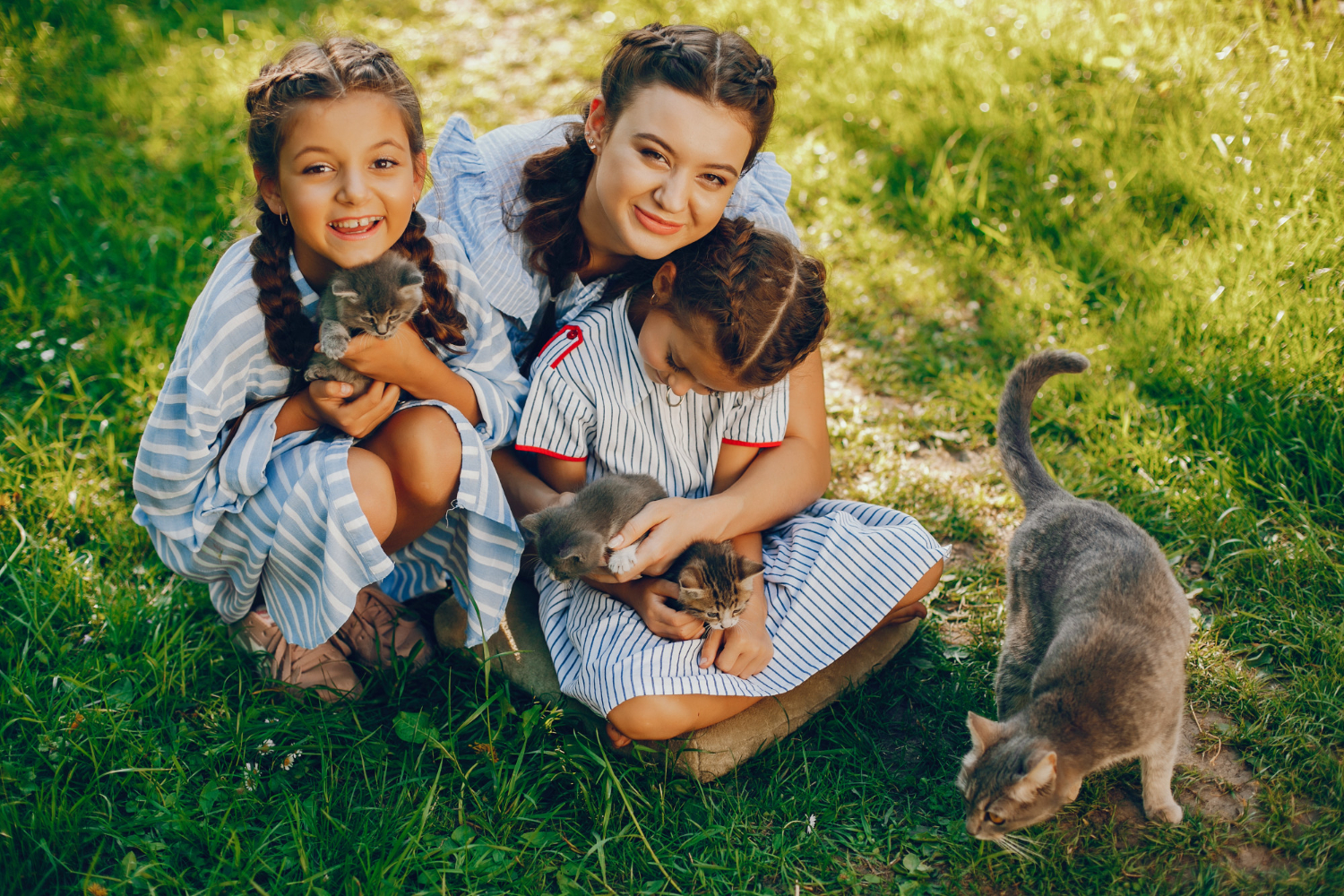 Convívio com gatos pode apresentar benefícios aos humanos