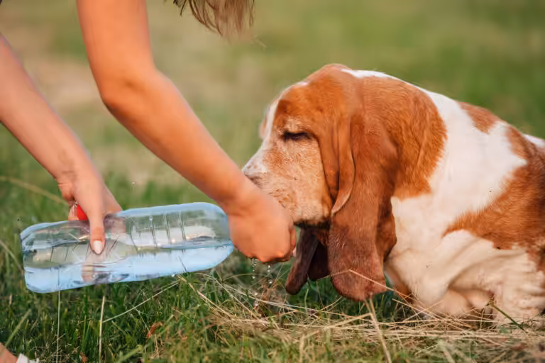 cachorro bebendo agua