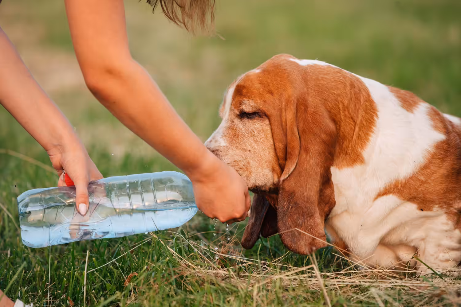 Conheça alguns sinais e saiba como ajudar seu cão em caso de desidratação