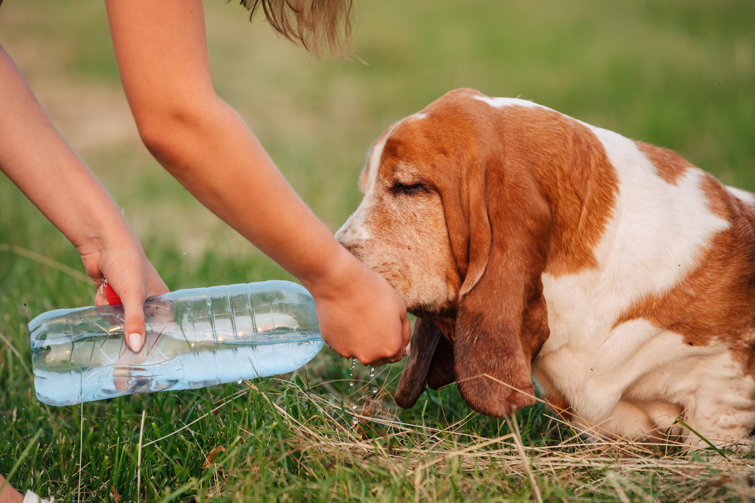 cachorro bebendo agua