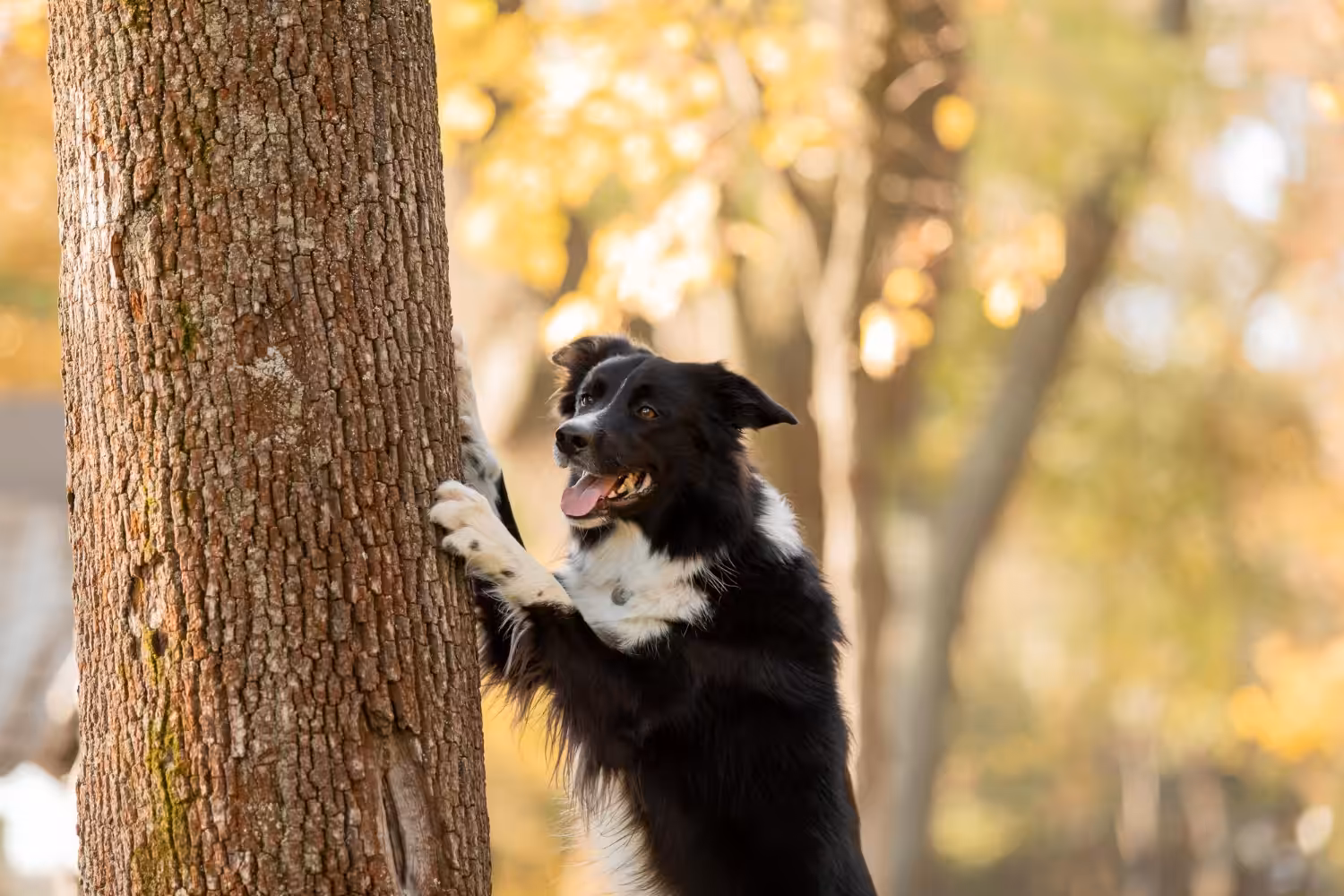 Projeto com cães farejadores auxilia na preservação de animais silvestres
