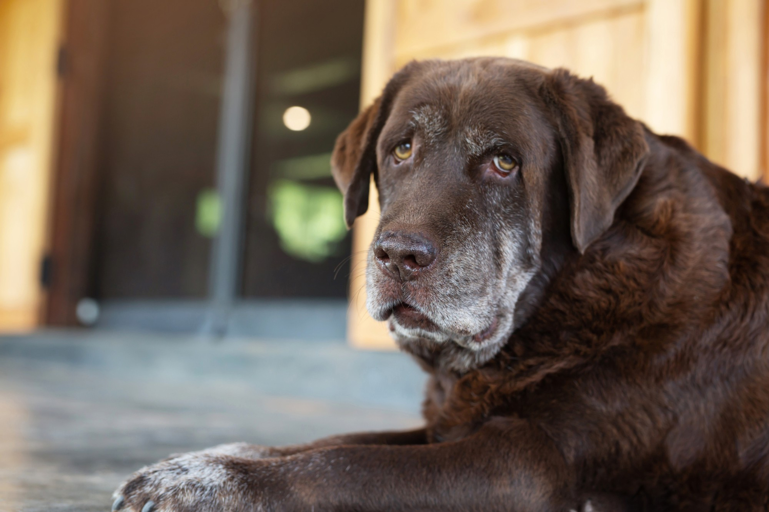 Novo estudo indica que cães são considerados idosos aos 12,5 anos de idade