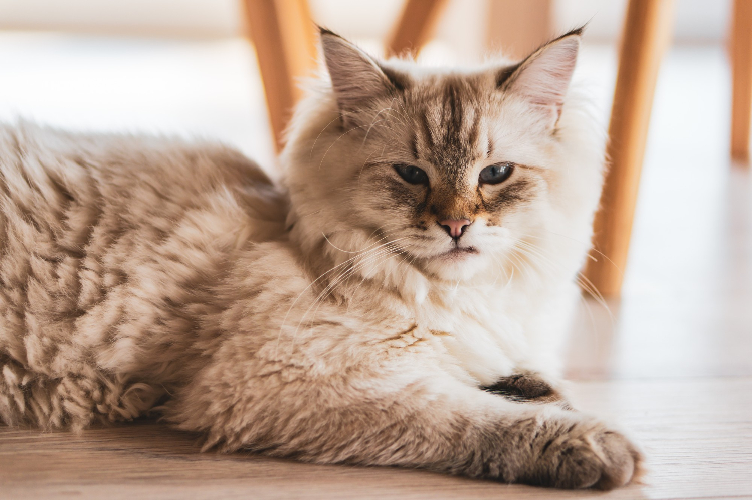 Veterinárias comentam quais são as raças de gato mais inteligentes