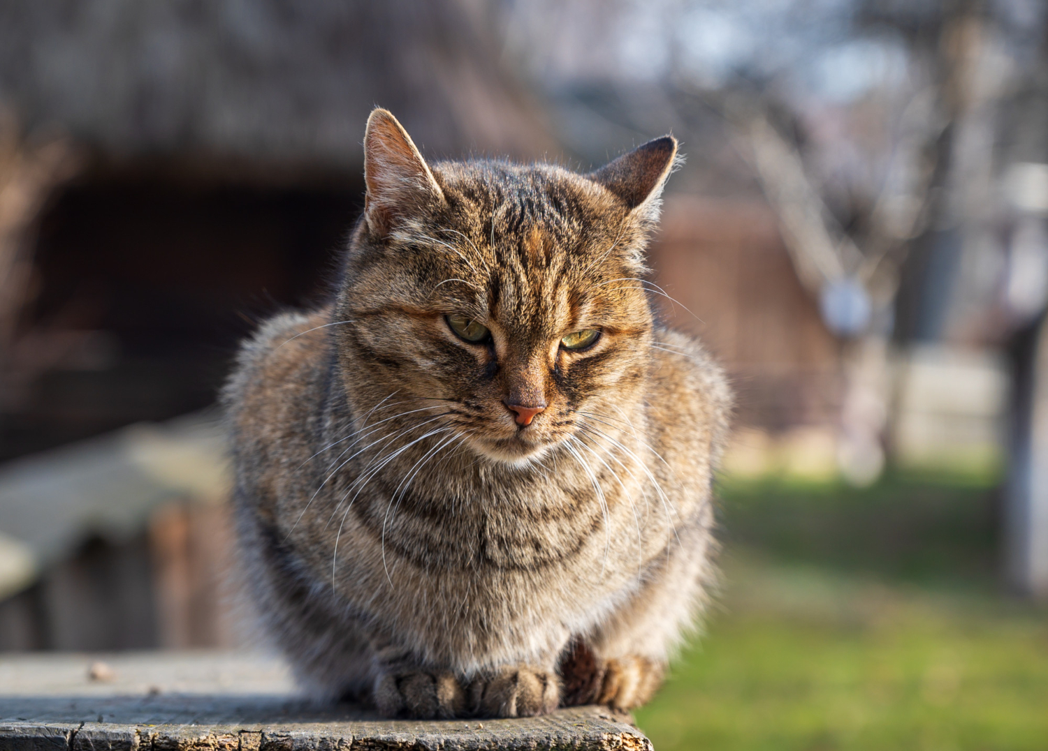 gato idoso