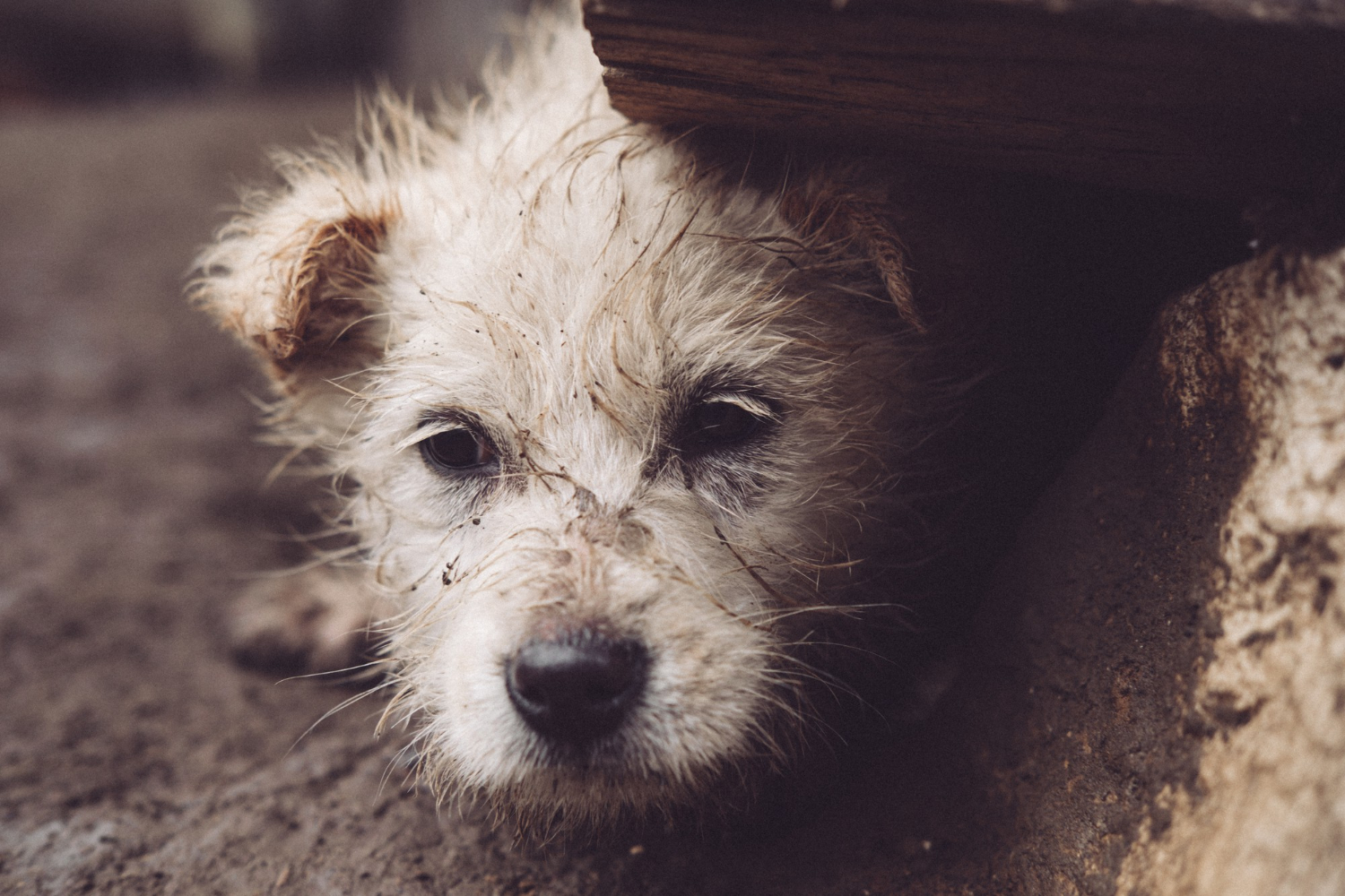 Agressores de animais poderão arcar com custas de tratamento em Curitiba (PR)