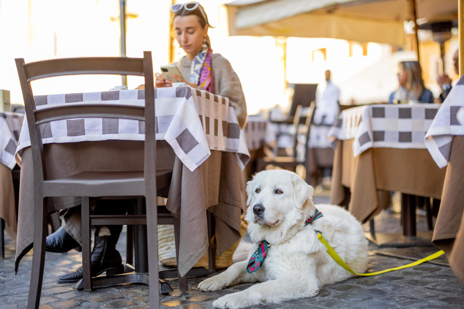 cachorro em restaurante