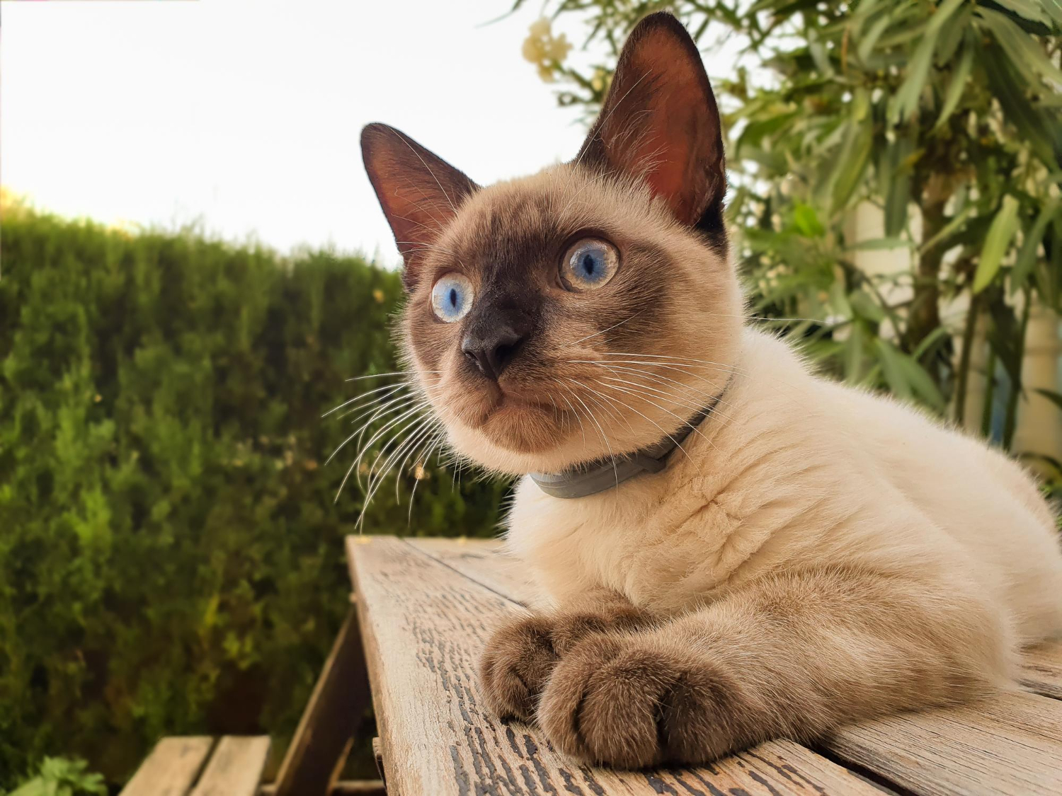 Fim de ano pode causar mais doenças em gatos