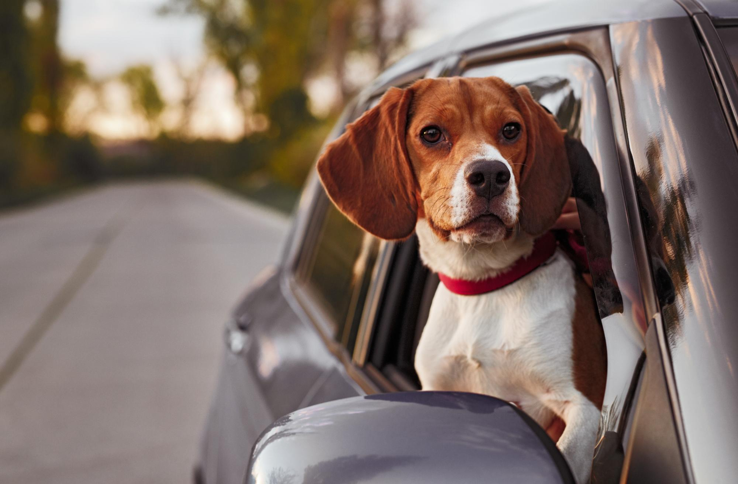 cachorro viajando