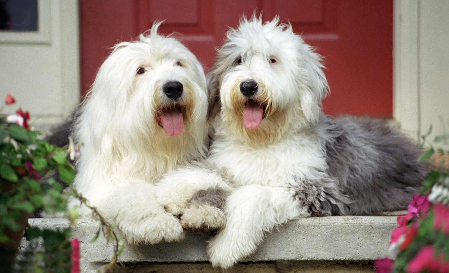 cachorros peludos