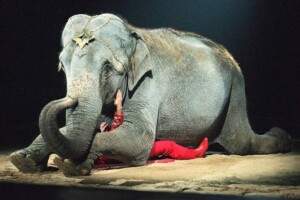 Dia do circo reforça combate à exploração de animais em espetáculos