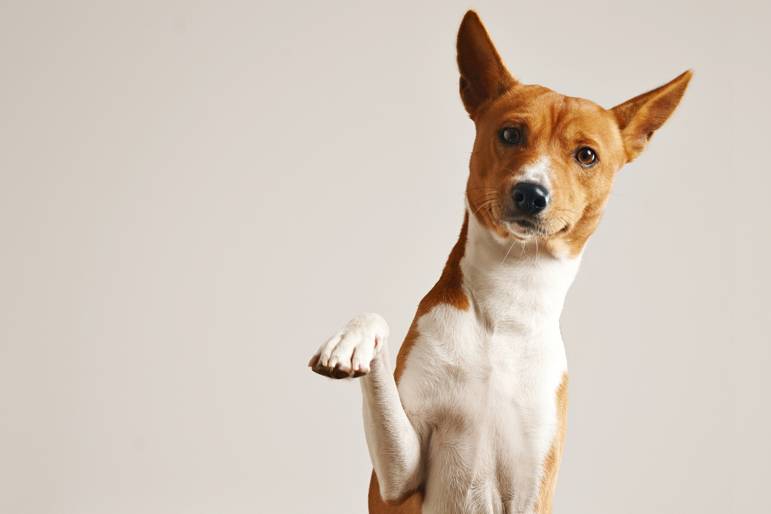 cão pata quebrada