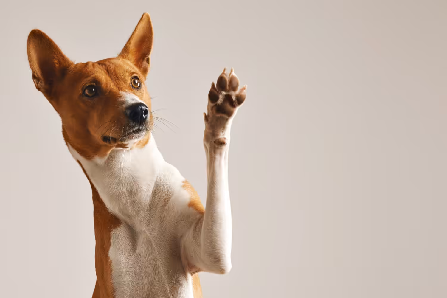 Estudo mostra que cães têm capacidade de comunicação semelhante à dos humanos