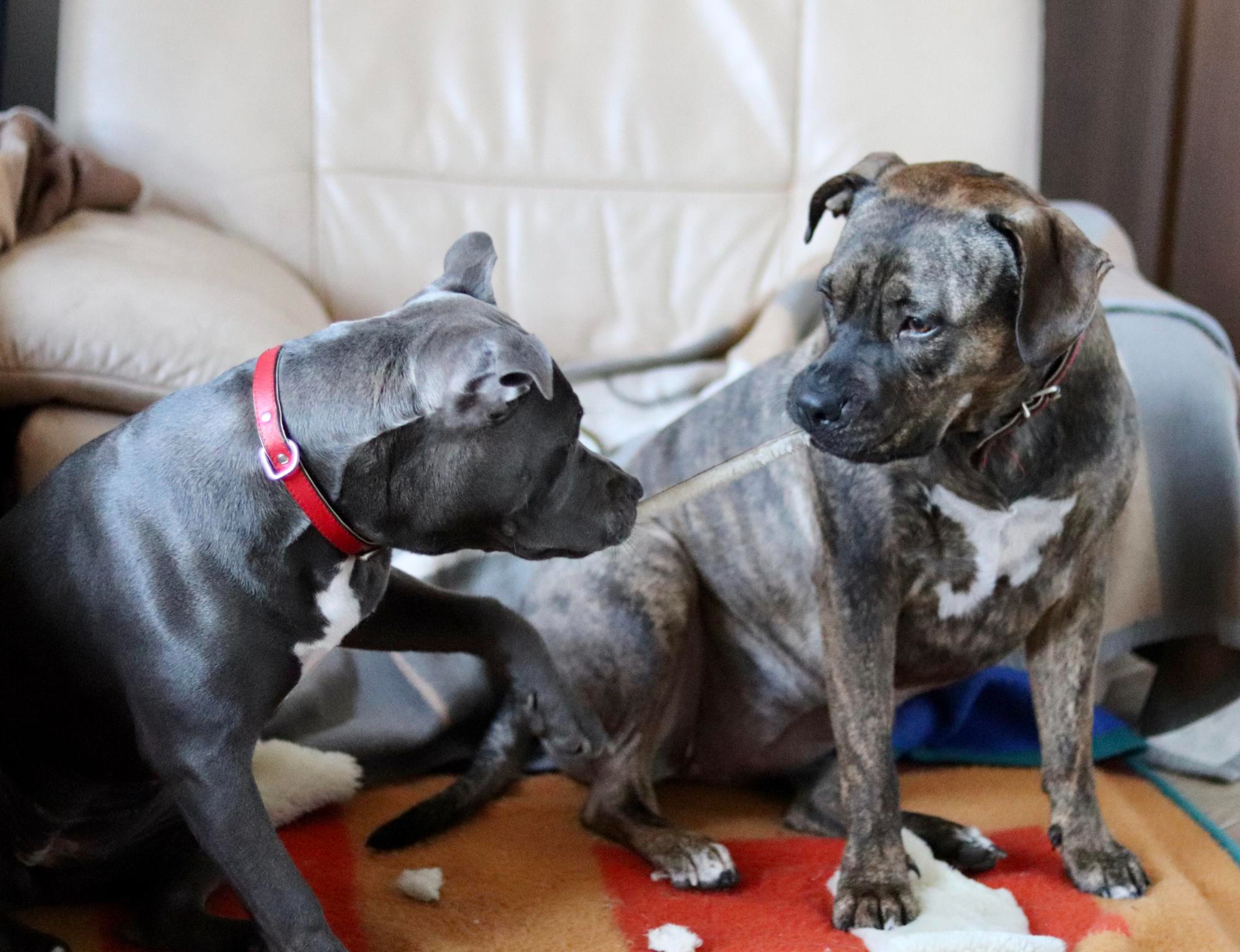 Evitar briga entre pets é mais fácil do que você imagina