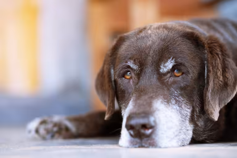 Saúde mental dos cães também precisa de atenção